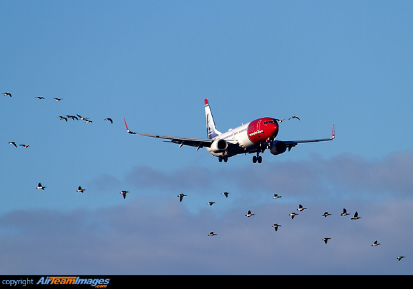 Birds could be dangerous for approaching aircraft. Boeing 737-8JP