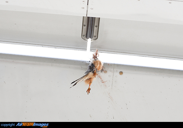 Bird Strike Bird Strike