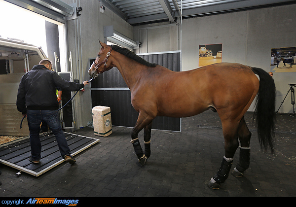 Equestrian horses begin boarding airplanes for 2016 Rio Olympics Liege flight facts: Estimated flight time Liege Rio: 11 hours 10 mins Aircraft detail: Emirates SkyCargo Boeing 777-F 17,600 kgs of horses flying from Lieges 515kg is the average weight of an Eventing horse (630kg is the average weight of a Dressage horse and 610kg for Jumping horses) 8,185kg of horse equipment 5,726 kg of feed (doesnt include feed theyll eat on the flight) 40 litres of water per horse 32 Eventing horses representing Germany, Netherlands, Switzerland, Spain, France, Sweden, Belgium, Russia, Equador, Japan, Belarus and Finland Horse Transport