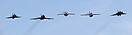 Unique historical SAAB jet formation: (from left) 39 Gripen, 32 Lansen...