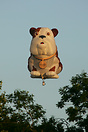 Churchill Insurance Dog