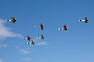 Seven Fokkers display at Classic Fighters 2013.