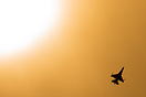 F-16AM Fighting Falcon