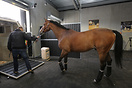 Horse Transport Horse Transport