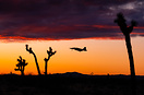 Tactical Air Support's F-5 returning from an adversary training missio...