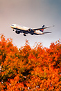 Air Canada 777 floating above fall-coloured trees while on final into ...