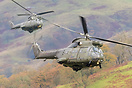 Westland Puma HC2