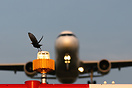 Airbus A321-212