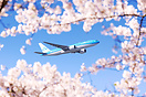 KLM Boeing 777-200ER taking off behind a beautiful set of Cherry Bloss...