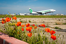 Wildlife close as can be to the runway