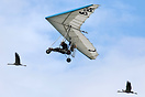 The amazing Christian Moullec Crane Display
