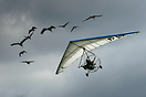 Christian Moullec displaying its marvellous formation (geese and crane...